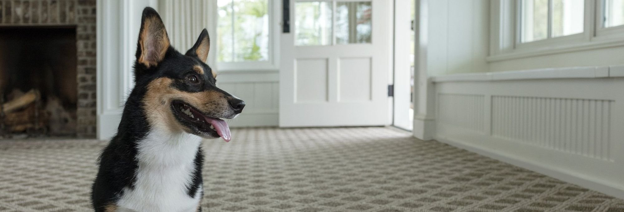 Happy dog in a living room with patterned carpet from Korfhage Floor Covering in the Louisville, KY area